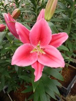 [5369 Barossa VZ No01.JPG]